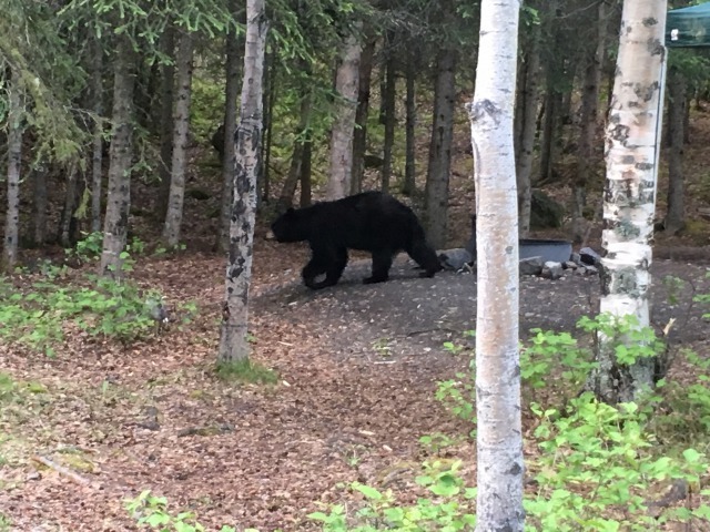 キャンプ場にクマ　Bear at Hidden Lake Campground_b0135948_15262761.jpg