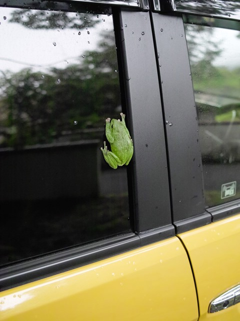 ボクもカエル・・・くつきの森と移動コンビニ販売車_d0005250_19301842.jpg