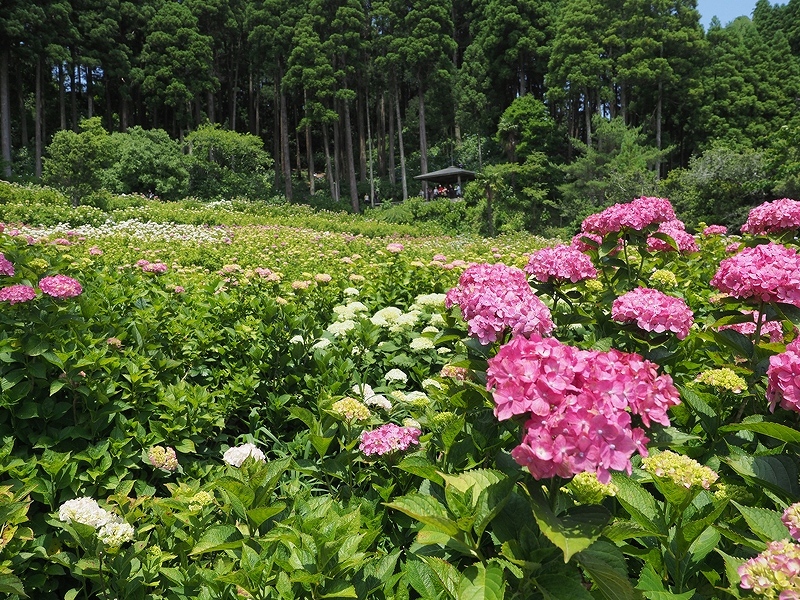 6月の花たち_b0250154_06141701.jpg