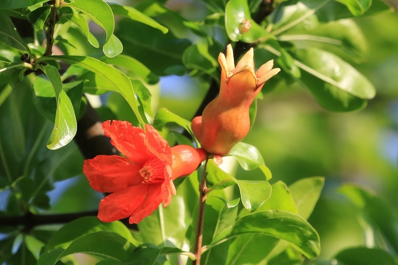 6月の花たち_b0250154_06151394.jpg