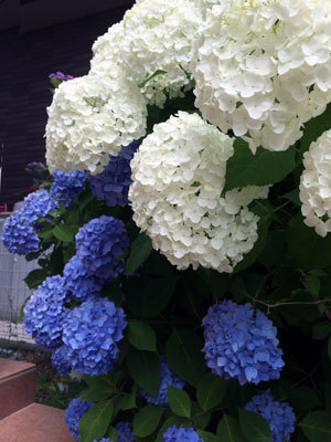 c0050264_20135879.jpg