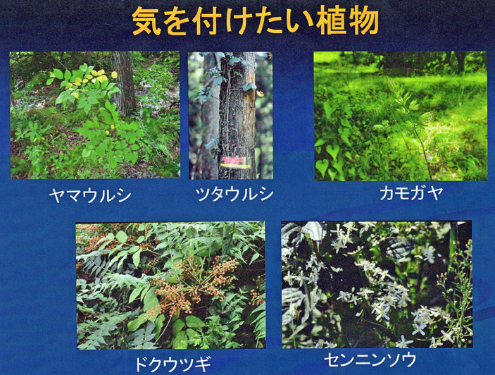 「気をつけたい動物」と「気をつけたい植物」(6・24)_c0014967_9482247.jpg