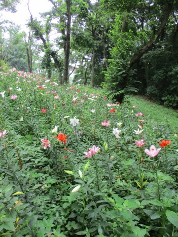 夏のお花見　百合_a0157268_08192304.jpg