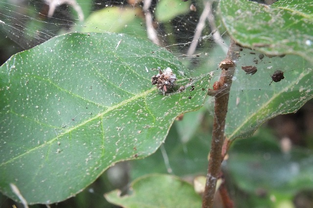 ゴミを背負った虫 1 クサカゲロウの幼虫 17 6 30 舞岡公園の自然２