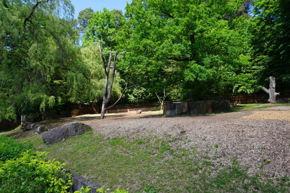 ニュールンベルグ動物園 の象達_f0362800_09212620.jpg