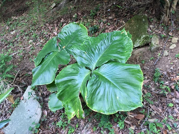 財蔵坊（英彦山神宮参道）_f0364707_20372896.jpg