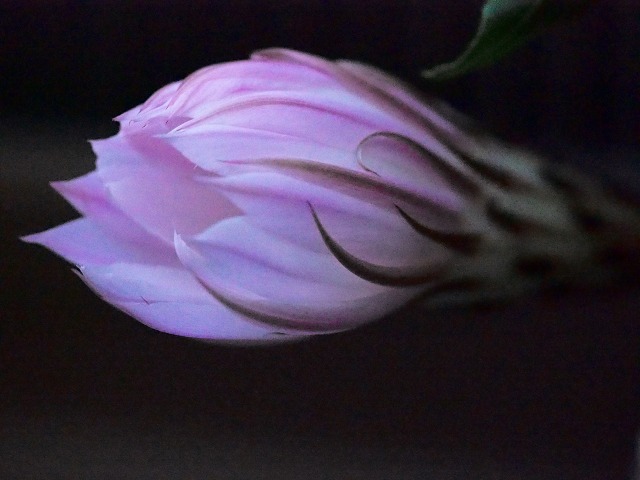 a0087818_1035105.jpg