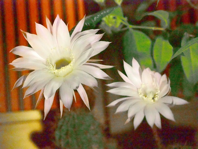 a0087818_10362946.jpg