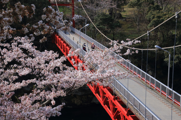 新城市 桜淵公園 花 風景 自然 の写真です カメラ イオスkiss4 と ixy70 ニコンクールピックス3700 新城市 桜淵公園 花 風景 自然 の写真です カメラ イオスkiss4 と ixy70 ニコンクールピックス3700