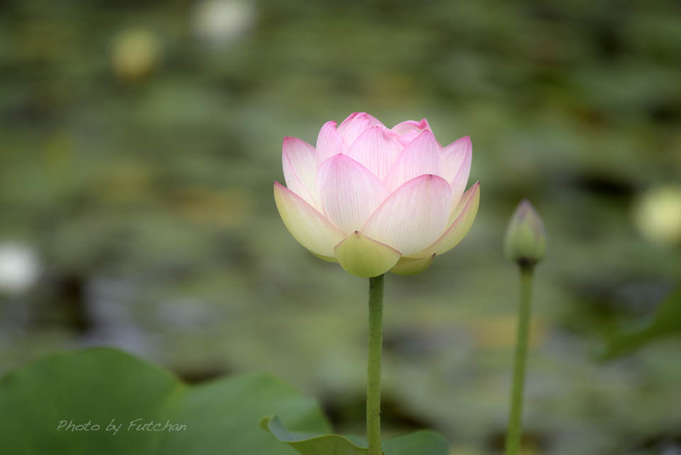 平池公園のハスの花_a0158226_20154625.jpg