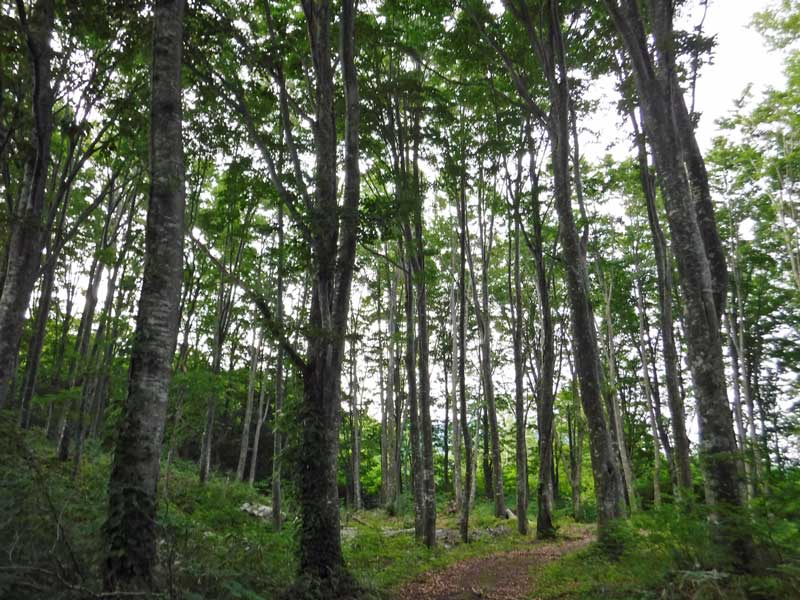 梅雨の晴れ間、秋田駒ヶ岳　行ってきました。_d0000031_1719756.jpg