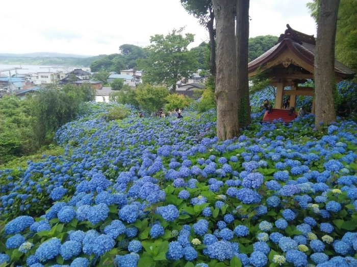 秋田のあじさい寺 秋田のタカさん旅日記 秋田のあじさい寺 秋田のタカさん旅日記