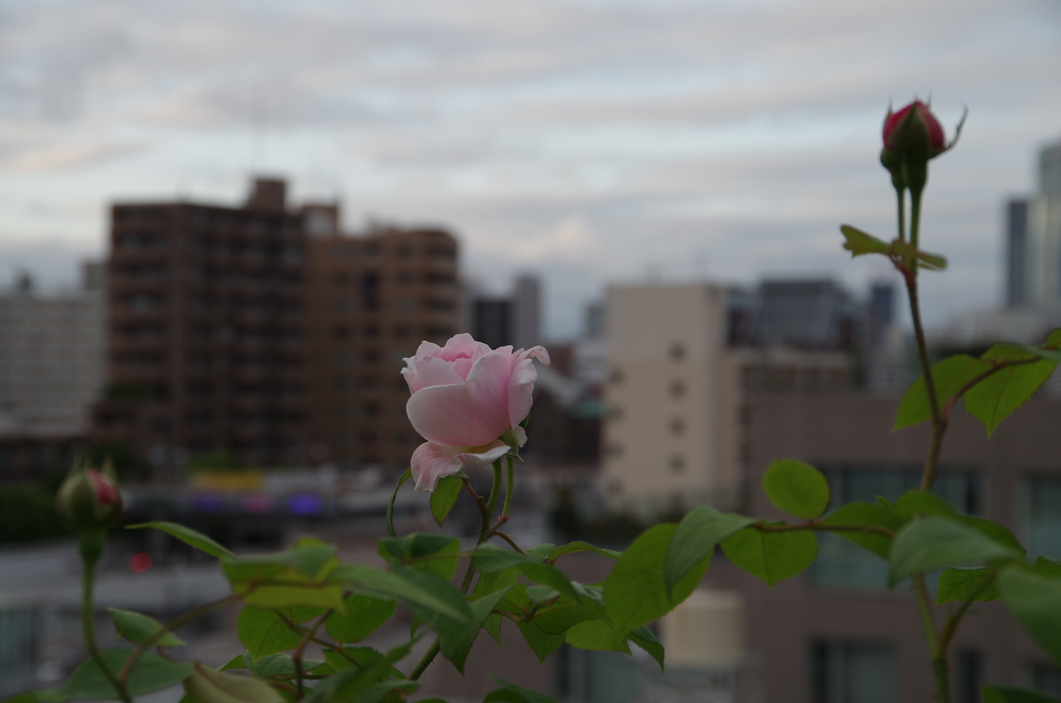 a0074540_16264625.jpg