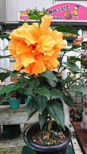 ハイビスカス_a0336948_16380916.jpg