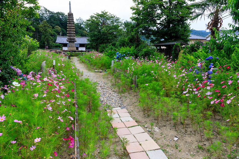 夏咲コスモスと紫陽花（般若寺）_f0155048_16302515.jpg