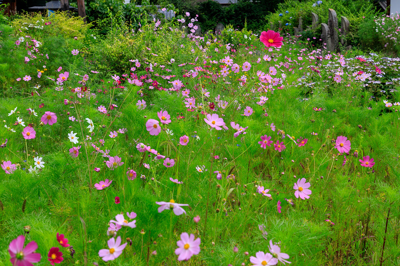 夏咲コスモスと紫陽花（般若寺）_f0155048_16483147.jpg