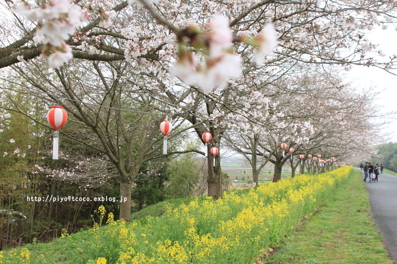 桜咲いた ＊ 2017♪_d0367763_20363063.jpg