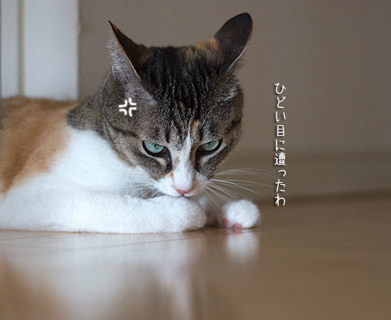 a0119470_2156055.gif