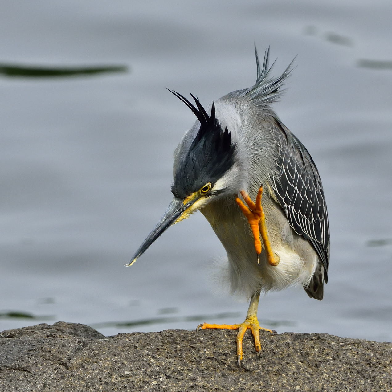 ササゴイ（笹五位）/Green-backed heron_f0365975_11300440.jpg