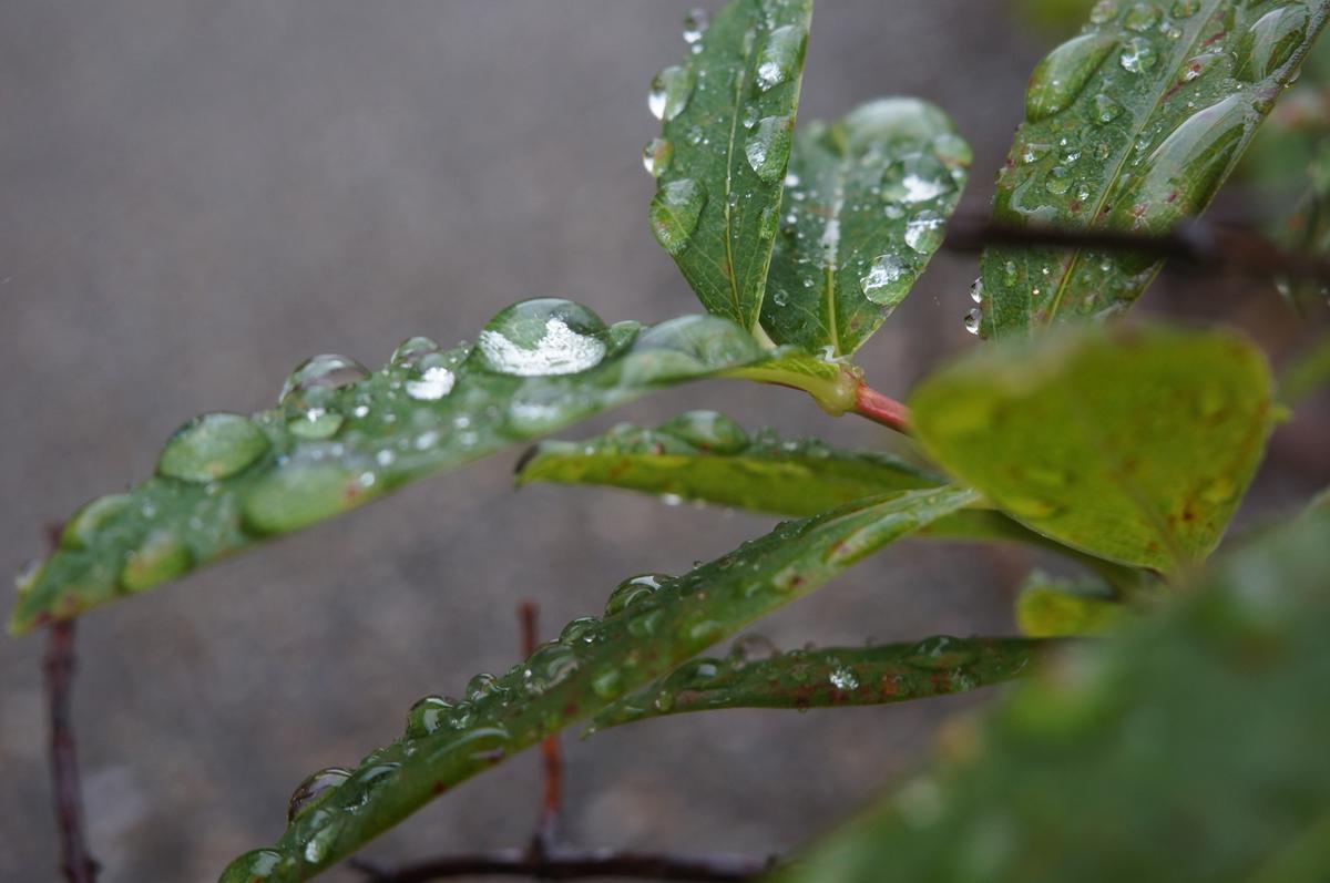 雨に唄えば_f0159784_09043968.jpg