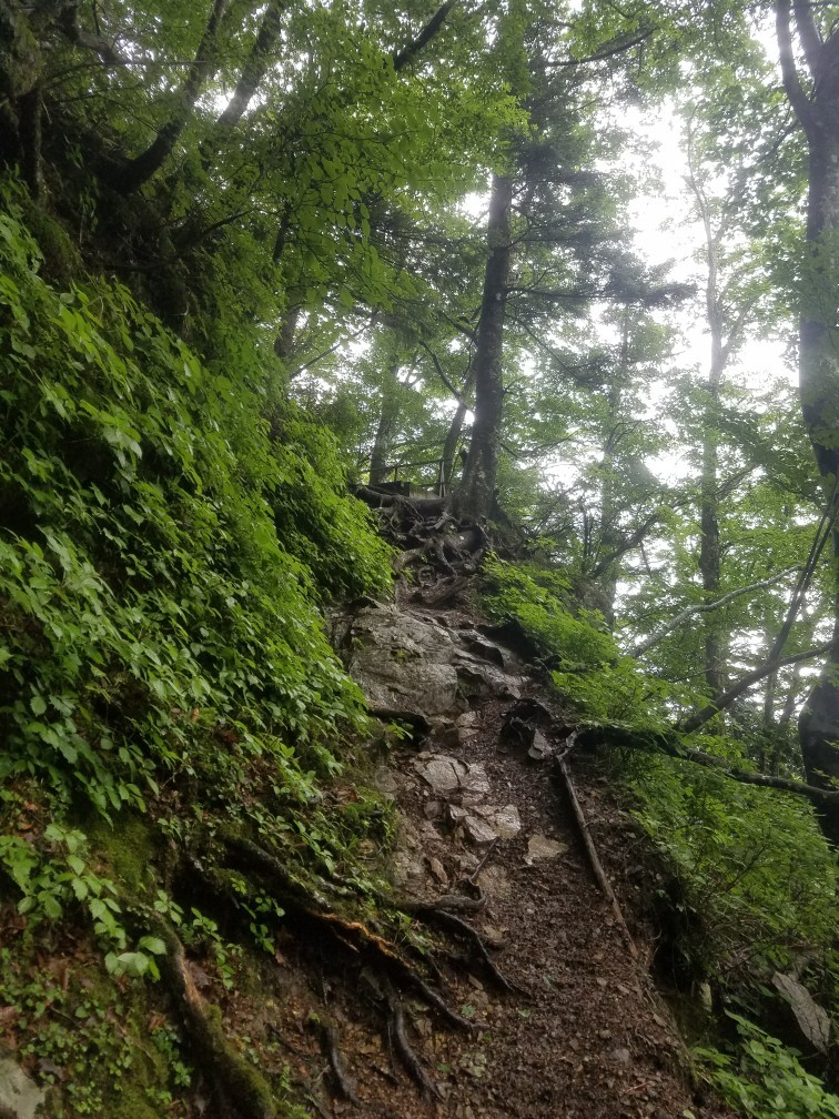 稲村ヶ岳・大日山 2017/07/01_a0320601_22441578.jpg