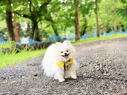 あなたは だあれ?_d0360206_00211541.jpg