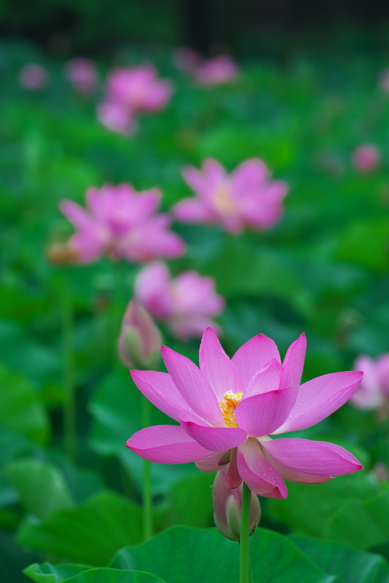 行田市　古代蓮の里の行田蓮1_a0263109_17321135.jpg