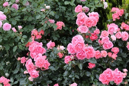 f0325309_18291520.jpg