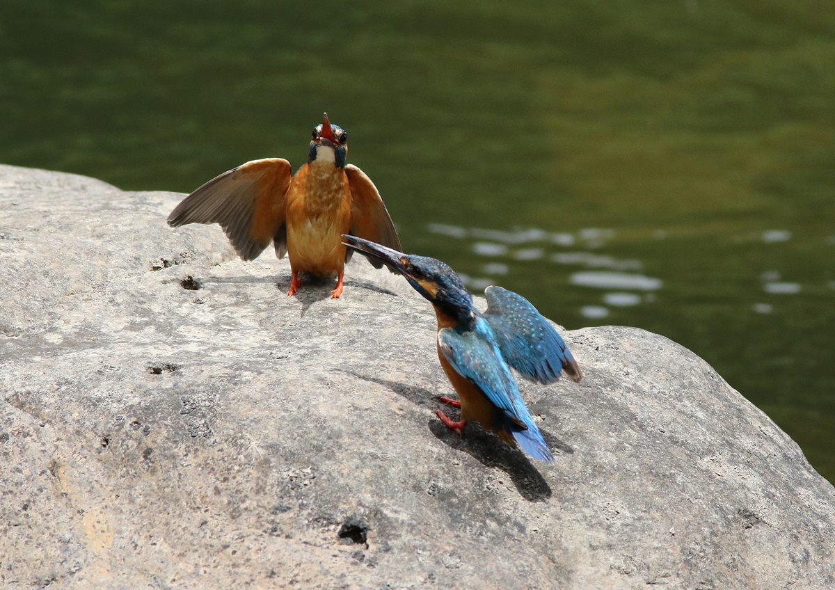 カワセミ（kingfisher）その５_f0310221_20484888.jpg