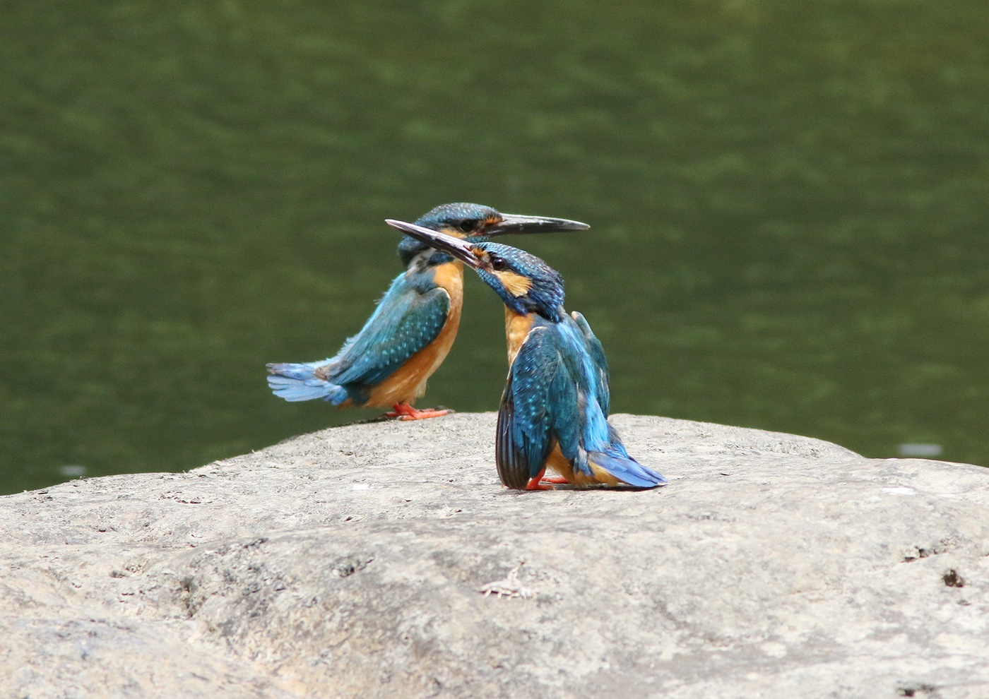 カワセミ（kingfisher）その５_f0310221_20492215.jpg