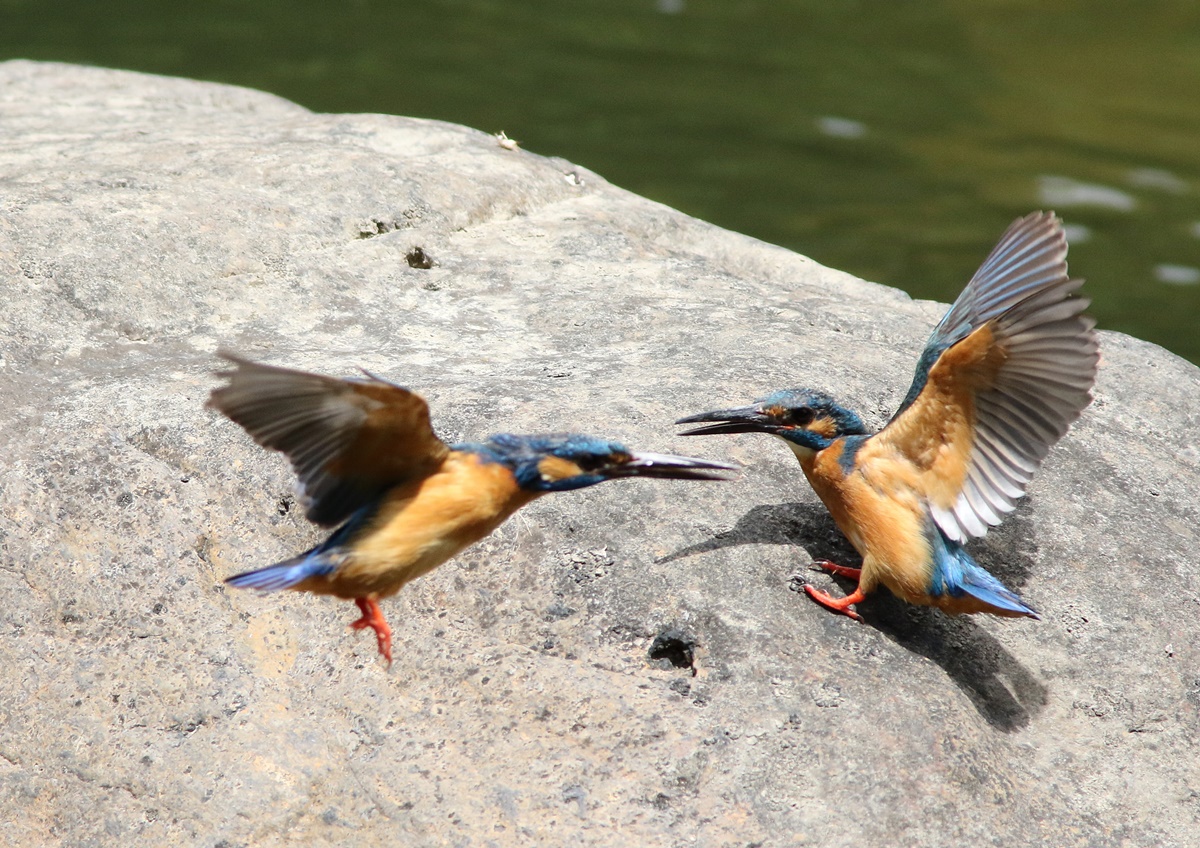 カワセミ（kingfisher）その５_f0310221_20494364.jpg