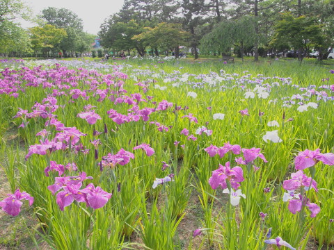 ハナショウブ:菊ヶ丘水郷公園(五所川原市)*2017.07.02_b0147224_2030111.jpg