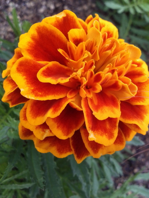 marigold_b0160541_21552630.jpg