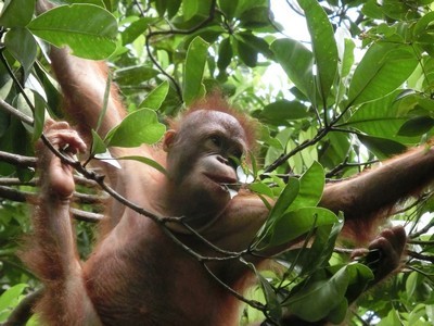 ボルネオ島の Big 5 野生動物 コタキナバル マレーシア のあれこれ