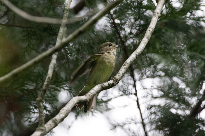 人気の鳥達_b0148762_20392871.jpg