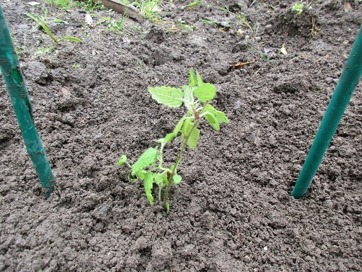 チョロギの苗を植える_f0361764_23483965.jpg