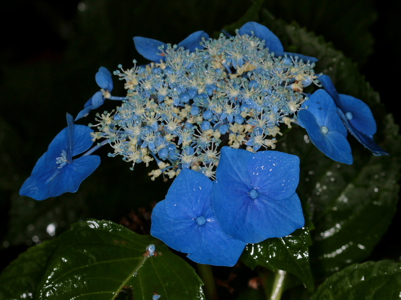 雨の日にアジサイ　ほか_c0305565_18053591.jpg