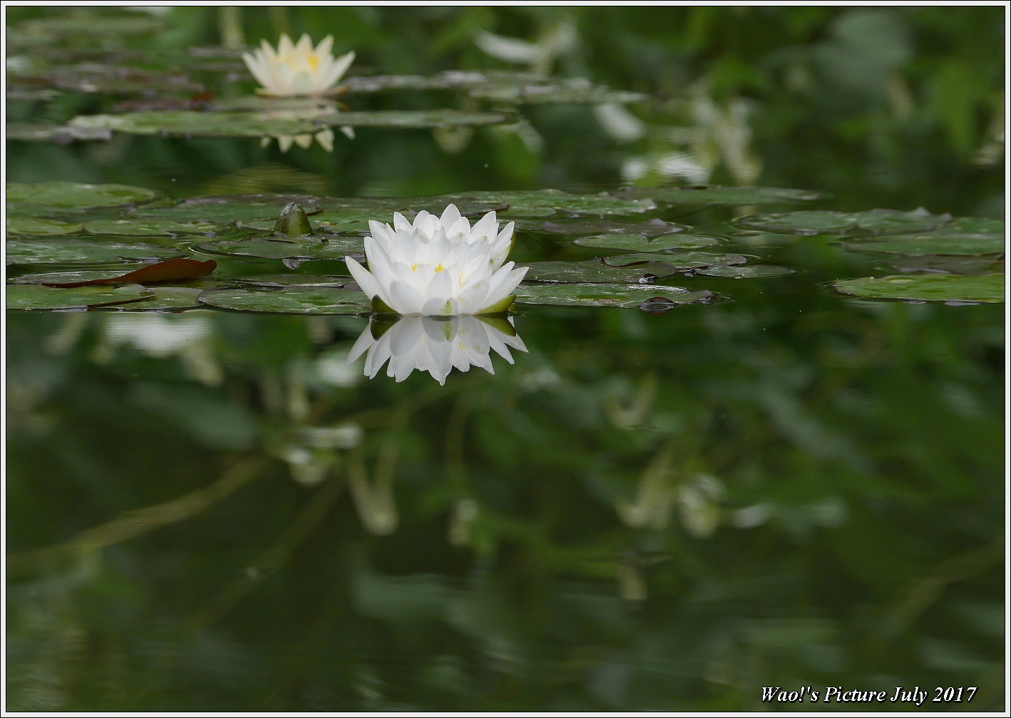 蓮の花と睡蓮_c0198669_17290447.jpg