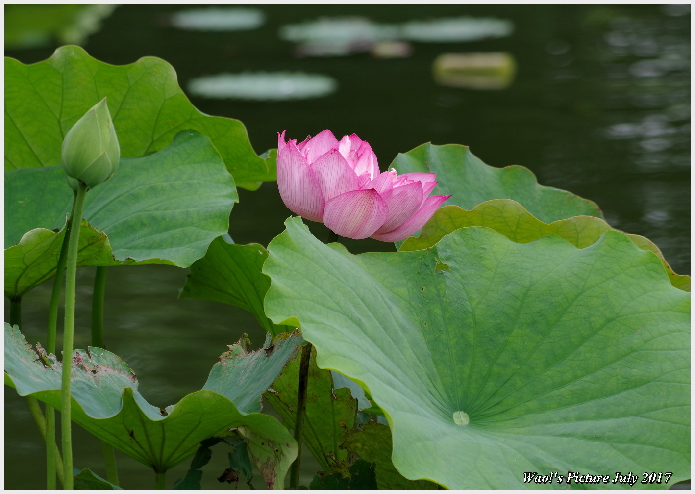 蓮の花と睡蓮_c0198669_17324675.jpg