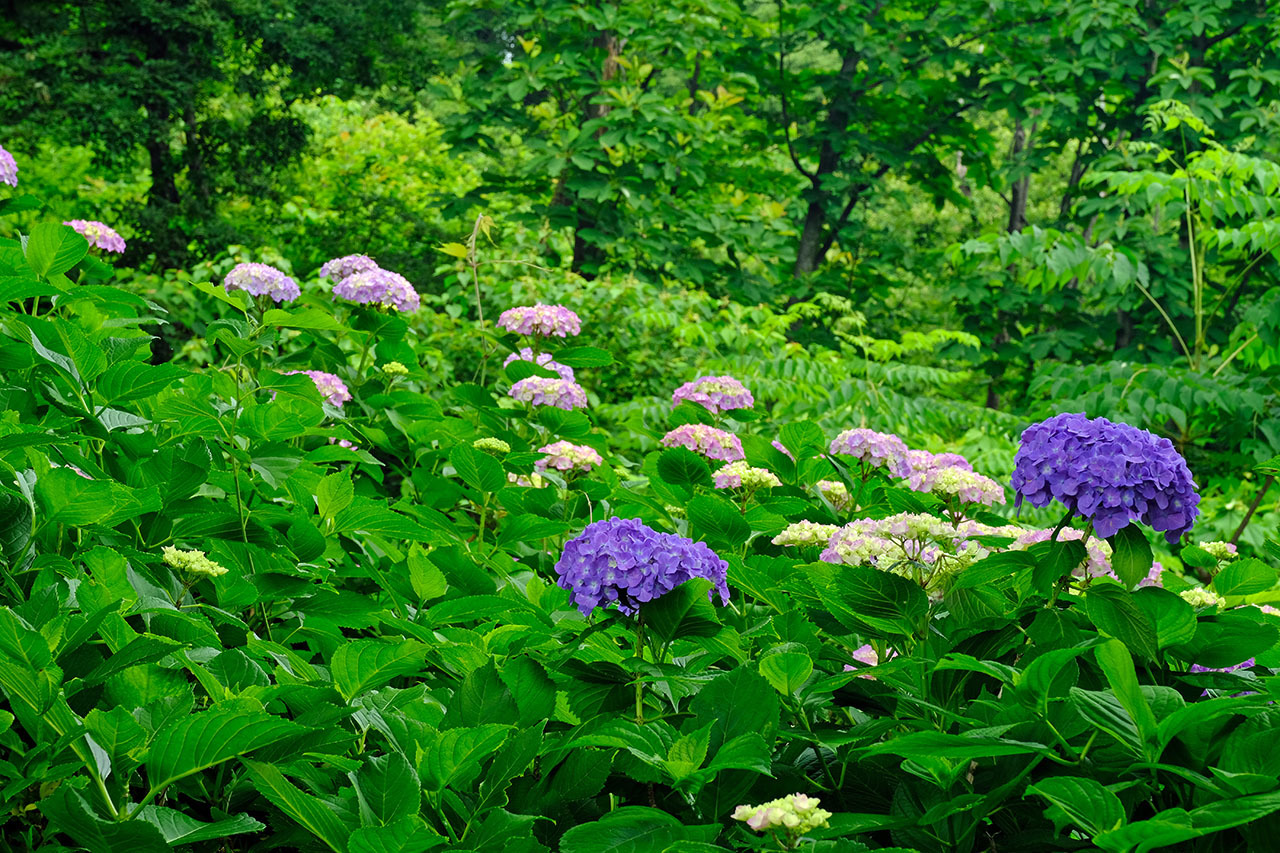 紫陽花（観音山公園）_e0096372_13153555.jpg