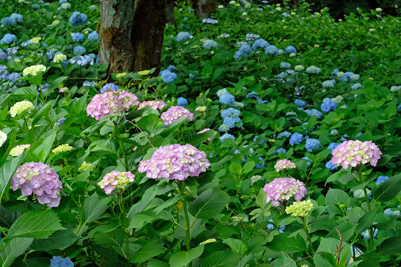 紫陽花（観音山公園）_e0096372_13153646.jpg