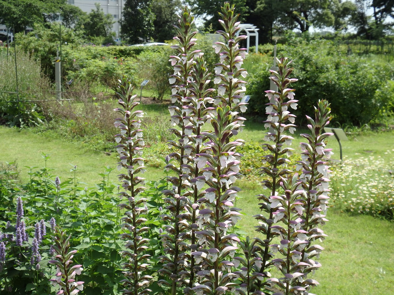 葉薊 ハアザミ や藤豆 フジマメ 達を薬草園で 自然風の自然風だより 葉薊 ハアザミ や藤豆 フジマメ 達を薬草園で 自然風の自然風だより
