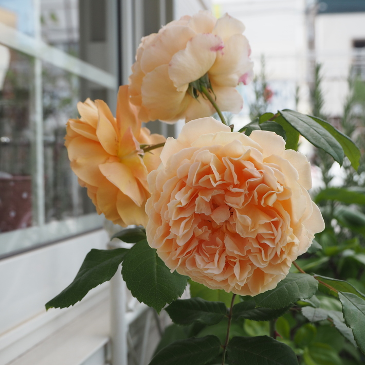 イングリッシュローズ②_a0292194_21335914.jpg