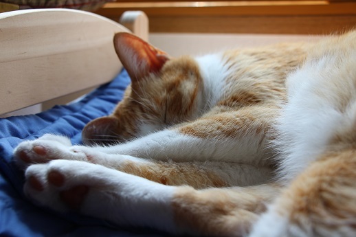 猫も私も大満足_a0333195_07294988.jpg