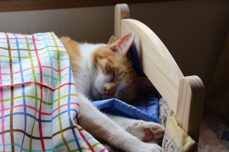 猫も私も大満足_a0333195_07345512.jpg
