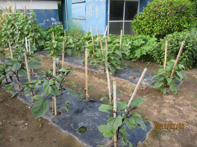 ナスの補助支柱立て 野菜栽培