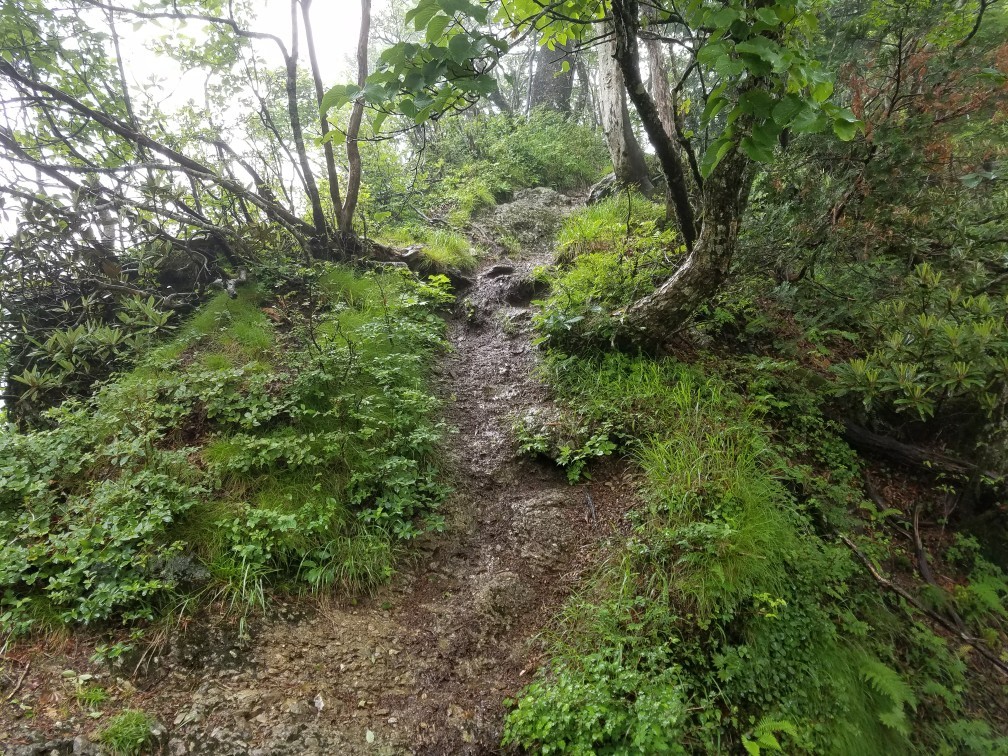 稲村ヶ岳・大日山 2017/07/01_a0320601_03392508.jpg