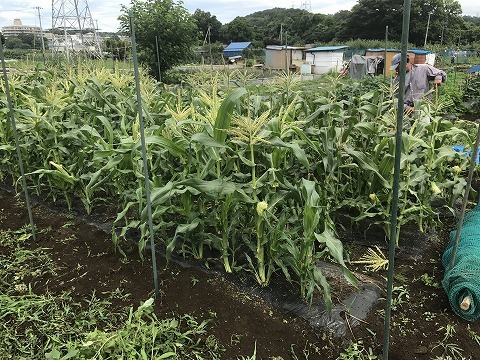 7/2(日)　野菜畑　トウモロコシ防獣ネット張り_e0270403_15214511.jpg