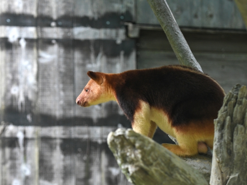 モアラと動物達の夏の始まり_a0164204_11411104.jpg