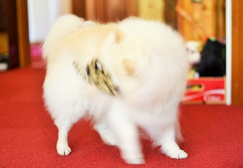 人気者_d0360206_00112147.jpg